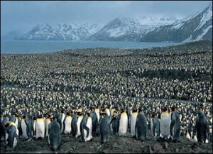 muchos pinguinos